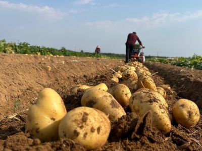 邹城市看庄镇 紧抓产运销储 土豆丰产丰收 机械设备销售